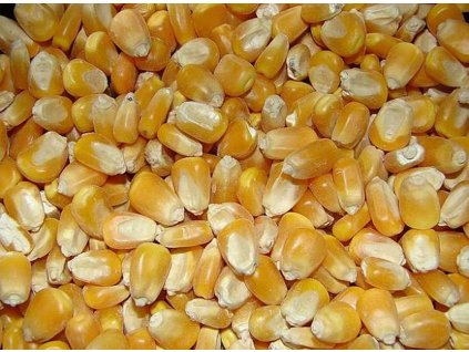 7384 zea mays saccharata kukurice cukrova 1