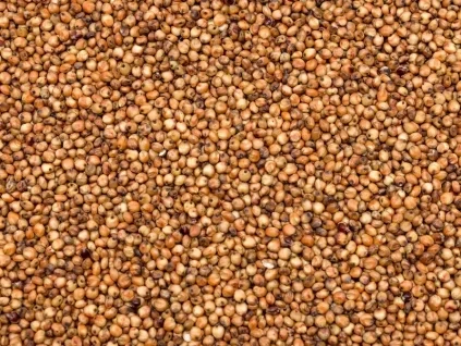 sorgo czerwone